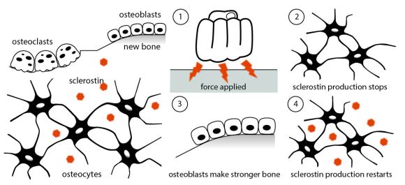 Osteocytes.jpg