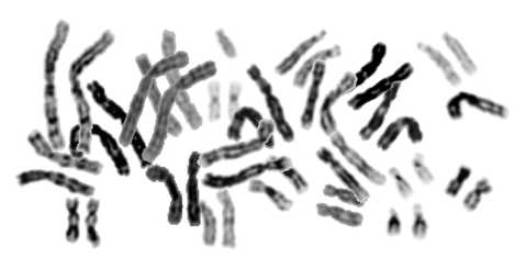 Karyotype_color_chromosomes_white_background