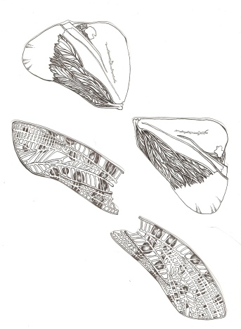 insect wings 002