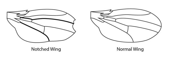 Notch Wing